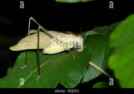 Round-headed, Katydid Amblycorypha sp., männlich Stockfoto