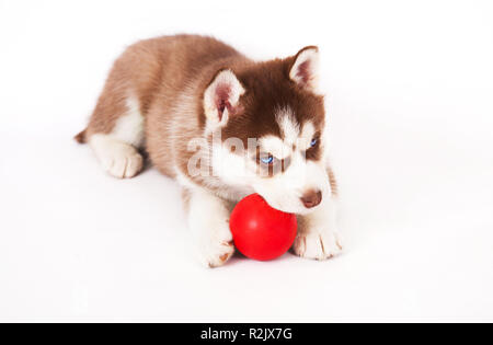 Siberian Husky spielen mit einem Ball im Studio auf einem weißen Hintergrund. Stockfoto