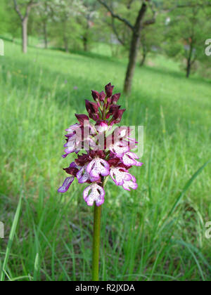 Orchis purpurea Stockfoto