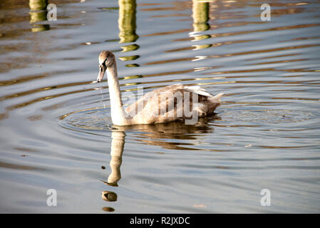 Eine schöne Cygnet Höckerschwan Schwimmen und auf der Suche nach Essen auf See in der Nähe von Windermere Bowness Lake District National Park Cumbria England United Kingdom Stockfoto