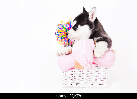 Welpen von einem Siberian Husky sitzen in einem Korb im Studio auf einem weißen Hintergrund. Stockfoto