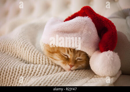 Süße rote Katze schlafen in den Hut von Santa Claus. Stockfoto