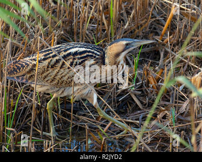 Rohrdommel Botaurus stellaris Fütterung Minsmere RSPB Reservat Suffolk November Stockfoto