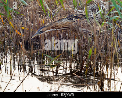 Rohrdommel Botaurus stellaris Fütterung Minsmere RSPB Reservat Suffolk November Stockfoto