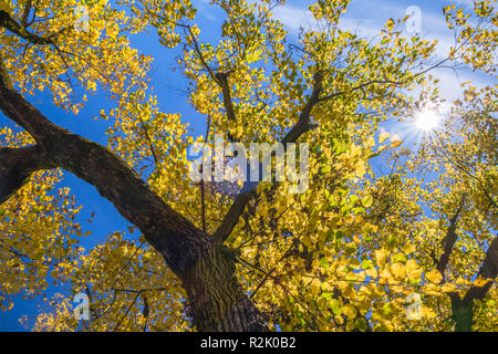 Sonne scheint durch eine Linde im Herbst - Herbst Färbung (Tilia), Bayern Deutschland, Europa Stockfoto