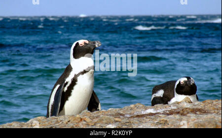 Auch am Strand ii. Stockfoto