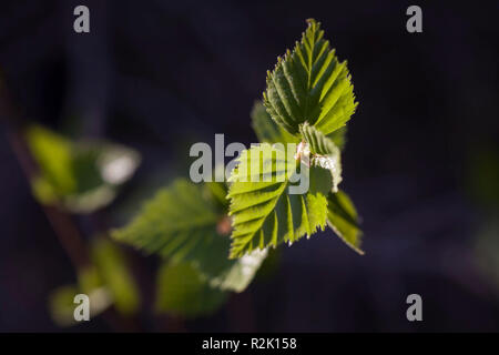 Close-up, birke Zweig, Junge Blätter Stockfoto