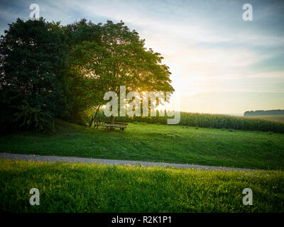 Gemütliche Bank unter alten Baum auf der Wiese mit Maisfeld im Hintergrund Stockfoto