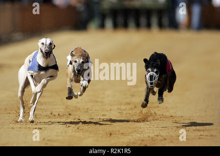 Magyar Agar Windhunde Stockfoto