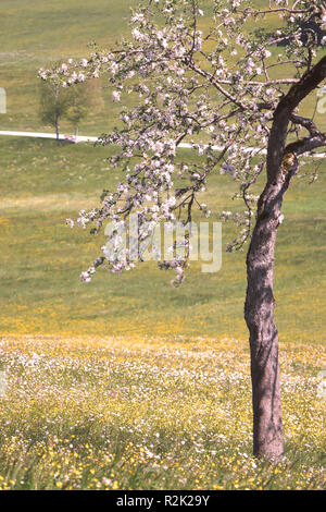 Blühender Apfelbaum auf der Orchard Wiese Stockfoto