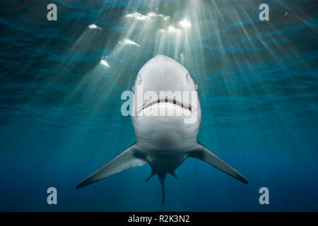 Schwarzspitzen Shark, Carcharhinus limbatus, Indischer Ozean, wilde Küste, Stockfoto