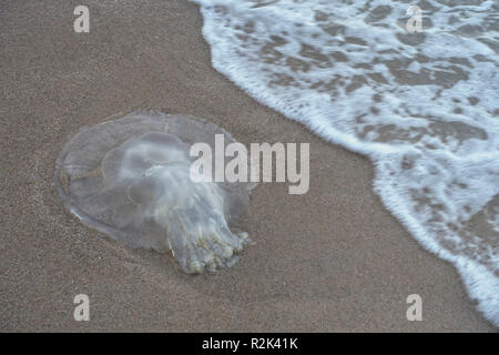 Quallen am Sandstrand Stockfoto