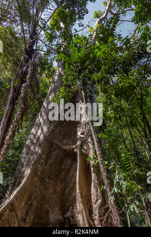 Regenwald am Tiger Cave Tempel Stockfoto