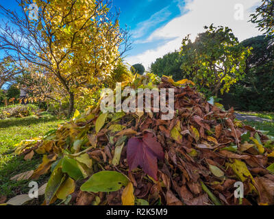 Große Haufen von Blättern im Garten Stockfoto