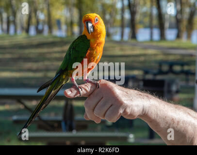Eine Jenday Sittiche, Aratinga jandaya, eine Art kleiner Papagei, Sitzstangen auf die Hand ihrer Besitzer im Abendlicht. Stockfoto