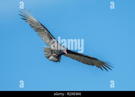 Ein Truthahngeier, Cathartes Aura, im Flug im Nordwesten von Louisiana. Stockfoto