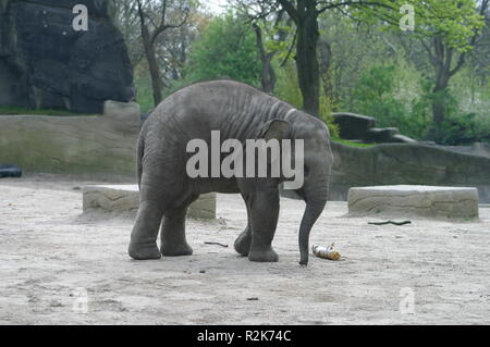 Little Jumbo Stockfoto