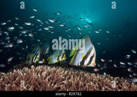 Gefiederten Fledermausfischen Platax Pinnatus, Raja Ampat, West Papua, Indonesien Stockfoto