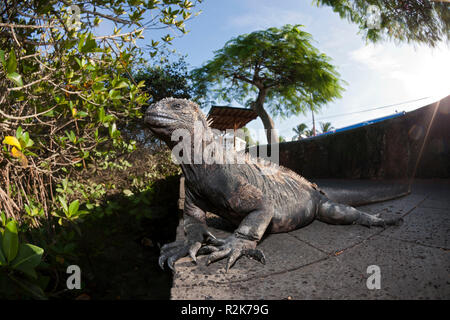 Marine Iguana, Amblyrhynchus Cristatus, Puerto Ayora, Santa Cruz Island, Galapagos, Ecuador Stockfoto