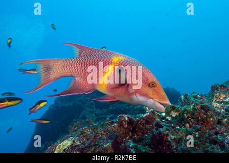 Mexikanische Lippfische, Bodianus Diplotaenia, Wolf Island, Galapagos, Ecuador Stockfoto