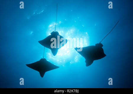 Spotted Eagle Ray, Aetobatus Narinari, Wolf Island, Galapagos, Ecuador Stockfoto