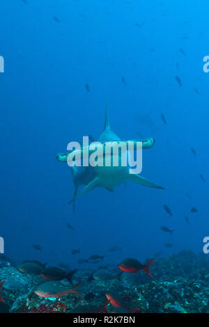 Bogenstirn-Hammerhai, Sphyrna lewinii, Wolf Island, Galapagos, Ecuador Stockfoto