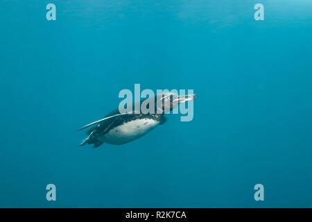 Galápagos-Pinguin, Spheniscus Mendiculus, Punta Vicente Roca, Isabela Island, Galapagos, Ecuador Stockfoto