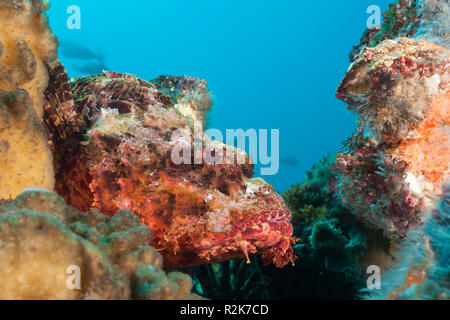 Pacific Spotted Drachenköpfe, Scorpaena Mystes, Punta Vicente Roca, Isabela Island, Galapagos, Ecuador Stockfoto