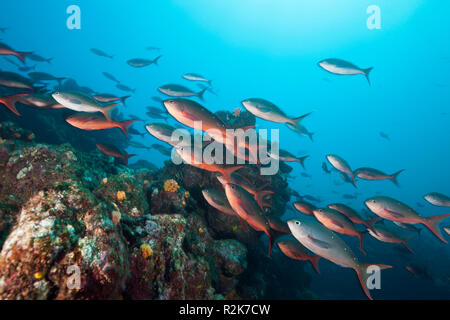 Fischschwarm des pazifischen Creolefish, Paranthias Kolonos, Cabo Marshall, Isabela Island, Galapagos, Ecuador Stockfoto