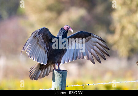 Ein Truthahngeier, Cathartes Aura, Sitzstangen auf einem zaunpfosten im Nordwesten von Louisiana, breitet seine Flügel. Stockfoto