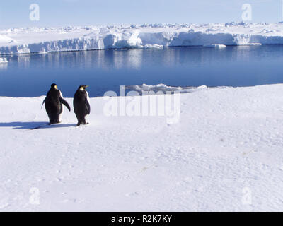 Pinguine Stockfoto