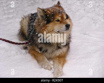 eingeschneit Stockfoto