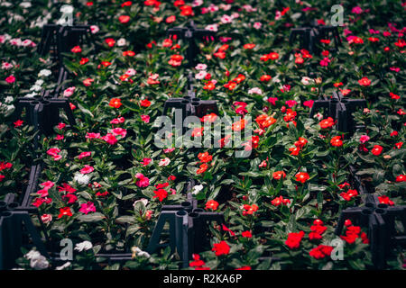 Ausgewählte fowers von Blumenhändler in Boxen gekauft Stockfoto