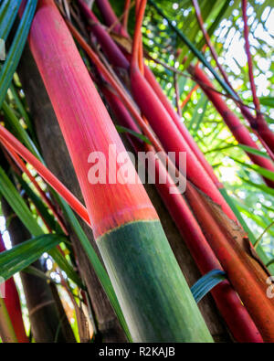 Lippenstift Palmen, oder Cyrtostachys Renda, im Aargau Kaffee Plantage in der Nähe von Tapachula, Chiapas, Mexiko. Stockfoto