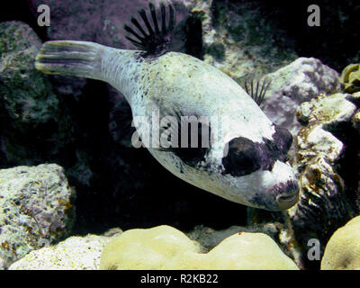 Masked Puffer Stockfoto