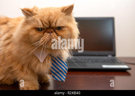 Foto von exotischen Katze mit gestreifter Krawatte in Kamera, Sitzen am Tisch mit Laptop Stockfoto