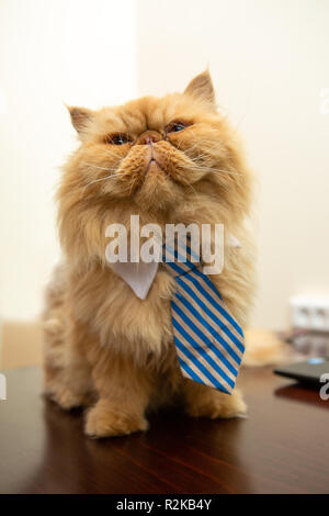 Foto von exotischen Katze mit gestreifter Krawatte sitzt am Tisch Stockfoto