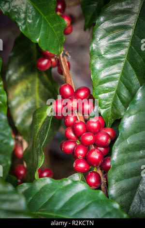 Arabischer Kaffee Kirschen auf der Finca Hamburgo Kaffee Plantage in der Nähe von Tapachula, Chiapas, Mexiko. Stockfoto