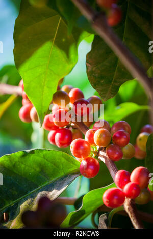 Arabischer Kaffee Kirschen auf der Finca Hamburgo Kaffee Plantage in der Nähe von Tapachula, Chiapas, Mexiko. Stockfoto