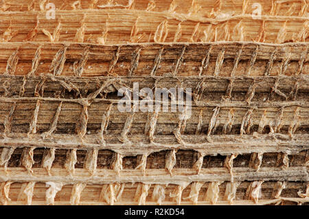 Struktur der ein trockenes Blatt, Makro Stockfoto