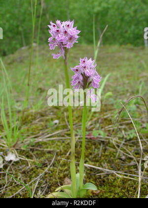 Drei gezahnten Orchid Stockfoto