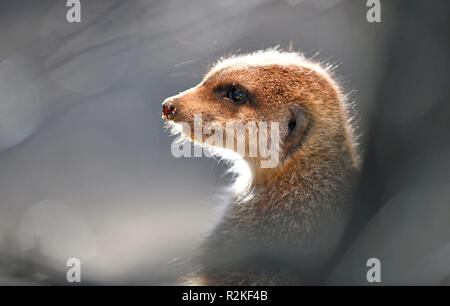 Erdmännchen (Suricata suricatta), Jungen, Captive, Porträt Stockfoto
