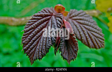 Frühling - Rot hasel Stockfoto