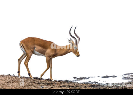 Gemeinsame Impala isoliert in weißen Hintergrund im Krüger Nationalpark, Südafrika; Specie Aepyceros melampus Familie der Hornträger Stockfoto