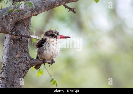 Gestreifte Kingfisher Kinder in Krüger Nationalpark, Südafrika; Specie Halcyon albiventris Familie Alcedinidae Stockfoto