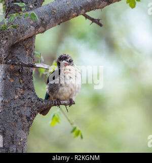 Gestreifte Kingfisher Kinder in Krüger Nationalpark, Südafrika; Specie Halcyon albiventris Familie Alcedinidae Stockfoto