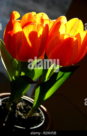 Tulpen im Topf (2) Stockfoto