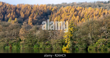 Europäische Lärche Bäume im Wald am Ufer des Lake Windermere in der Nähe Bowness Lake District National Park Cumbria England Vereinigtes Königreich Großbritannien Stockfoto
