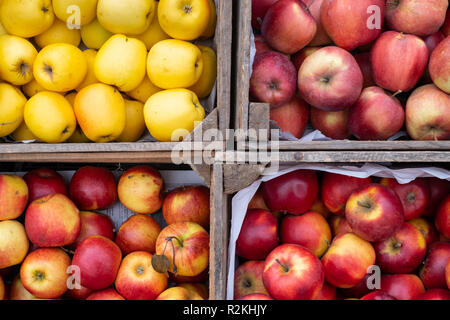 Äpfel rot und gelb in vier Kisten auf die Landschaft Markt Stockfoto