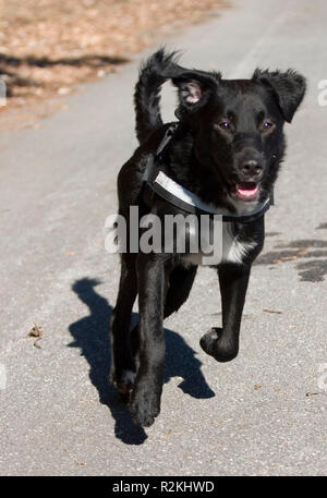 Unser Lenny in Aktion Stockfoto